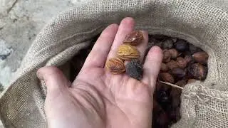 Frutos de argán una vez secos.