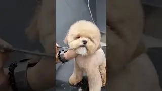 CAVAPOO HAPPY FACE GROOMING AND STYLING 🐾🐶♾️#pets #cavapoo #puppy #adorable #cute #shortsvideo