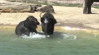 Fort Worth Zoo's Baby Elephants Go for a Swim