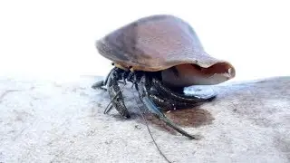 The Hermit Crab Care Habitat Conservation Video