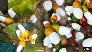 white Bhilawa 8073861102 white Biba tree 🌳 original available