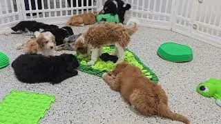 🥑🐢⚽ Playful Bordoodle puppies enjoy their avocado snuffle mat, turtle, soccer ball, & tactile fun! 💚