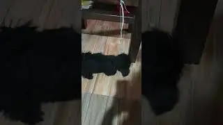 black shih tzu playing with teaser