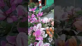 warna warni bunga kertas