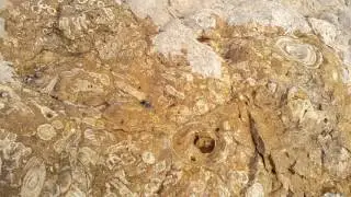 Marine Fossils at Fossils Rock in Mleiha Desert in Sharjah 04.04.2016