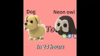 DOG to NEON OWL in 24 hours!!