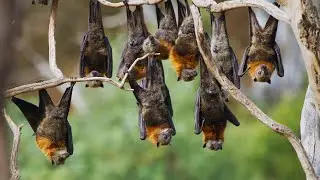 Unveiling the Enigmatic Melodies: Understanding Cham Bat Mating Sounds