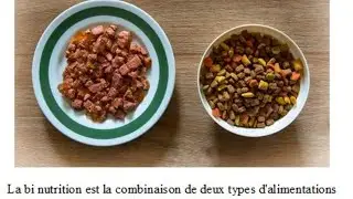 - COURS 17 - l'int&eacute;r&ecirc;t de la bi-nutrition, croquettes + p&acirc;t&eacute;e (ou ration m&eacute;nag&egrave;re)