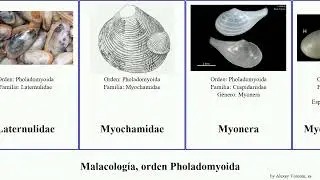 Malacolog&iacute;a, orden Pholadomyoida mollusca Thracia Myonera Dan Entodesma Laternulidae sulcifera