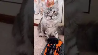 Bro Found LEGO Tank&hellip; and Decided to Test It Personally #mainecooncat #LEGO #catvideos #catshorts