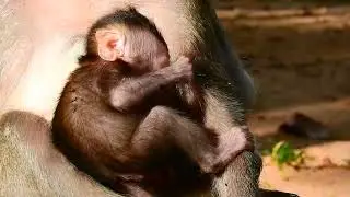 Adorable baby monkey