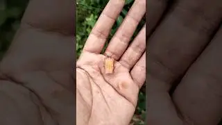 adorable but smells bad 😷 #animals #bug #insects