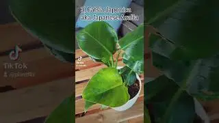5 Lush Leafy Tropical Plants you can Grow from Seed 🌱 #indoorjungle #houseplants #seeds