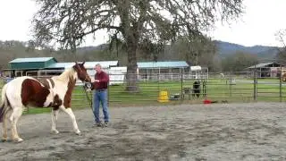 Breaking a 14 year old broodmare part 1