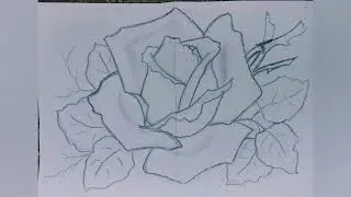 Como desenhar uma rosa realista