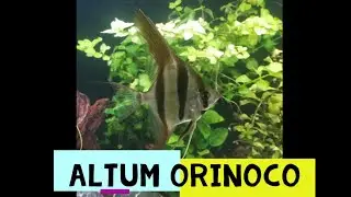 42. Altum Orinoco -pożegnanie z tymi pieknymi rybami.