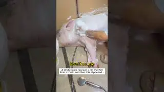 Pig Rescue #animals #lovestory #cute #pets#pig #rescue #love #wildliferescue #funny