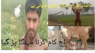 ماشاء اللہُ اج ساڈی بکری سوئی ہے اج مہنگا پڑ گیا کام کرنے
