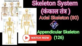 Skeleton system | axial skeleton , appendicular skeleton | total no. of bones present in human body