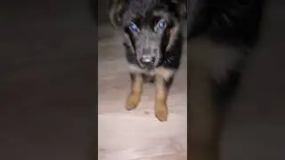 Baby Blitz #gsd #subscribe #funny #cutepuppy #dog