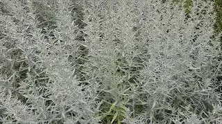 Artemisia ludoviciana &acute;Silver King&acute;