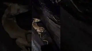 Perro atrapado en una fisura volc&aacute;nica durante cinco d&iacute;as