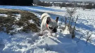 La plimbare prin zăpada !!!#winter #french #frenchie #wtf #nature