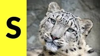 Animals Starting with S - Learn Animal Words That Start With Letter S