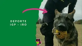 Deportes con perro. IRO / IGP
