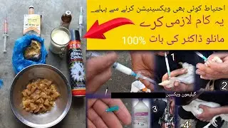 Aseel Hen Murga Murgi ko Vaccine h9 or gallimune vaccine Lagane say Phle(dr hasib Animals treatment 
