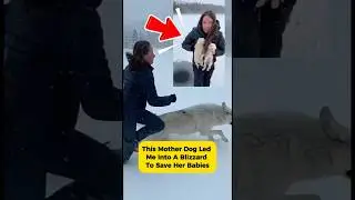 Mother dog's instinct saved her babies 🐺 #wolf #dog #rescue #animalrescuers #aishorts #love
