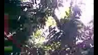 guindas