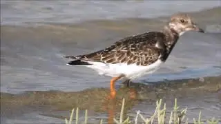 Ruddy Turnstone,Voltapietre (Arenaria interpres)