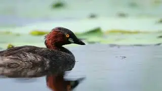 Little Grebe Looking for food
