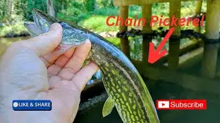 Nice Chain Pickerel with a Beetle Spin!