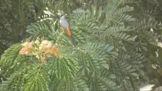 Small Minivet - Pericrocotus cinnamomeus