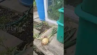 Lifting the Kelsae onions