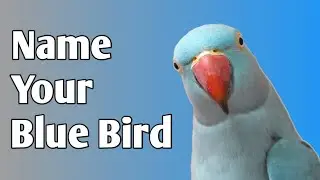 Top Name Ideas for Your Blue Birds