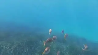 Chasing fish