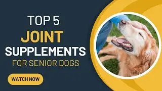 Top 5 Joint Supplements for Senior Dogs