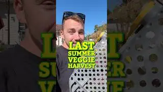 Harvesting the last of the summer veggies before frost ￼#harvest #gardening