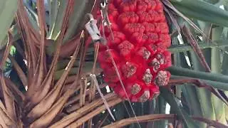 Pandan laut (Pandanus odorifer) di Bukit Pengilon - Pantai Siung Gunung Kidul