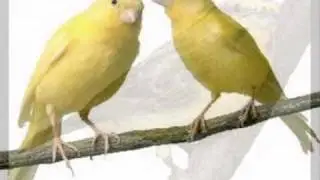 canary sound