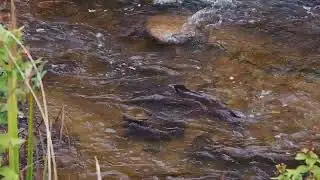 The spawning salmon Sweden M&ouml;rrum 20251023