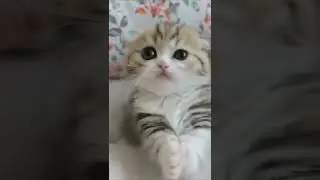 белое брюшко, #shorts