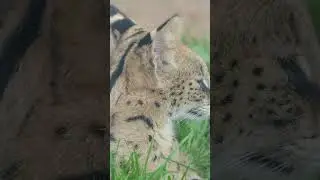 Wild Cats: Secrets of Survival and Hunting Skills in Nature&rsquo;s Hidden World- Animal Kingdom