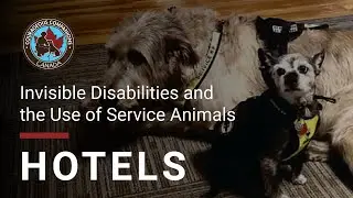 Hotels | Invisible Disabilities and the Use of Service Animals