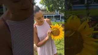 Trying the viral grilled sunflower&hellip;would you eat this? 🙃🌻 #sunflower