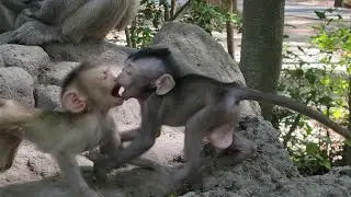 Wonderful Reaction and Cutie, Beautiful Baby monkey Rina play around Her friend💗🐵💛😂