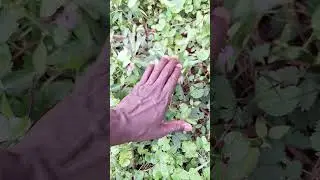 Magic plant ..how do you call it